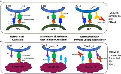 Neuro-ophthalmic complications of immune checkpoint inhibitor therapy: Current status and future directions